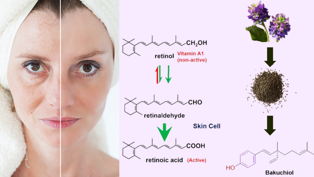 A natural alternative to retinoids for skin aging?
